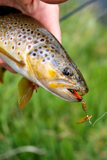 The Best Trout Lures for Spin Casting