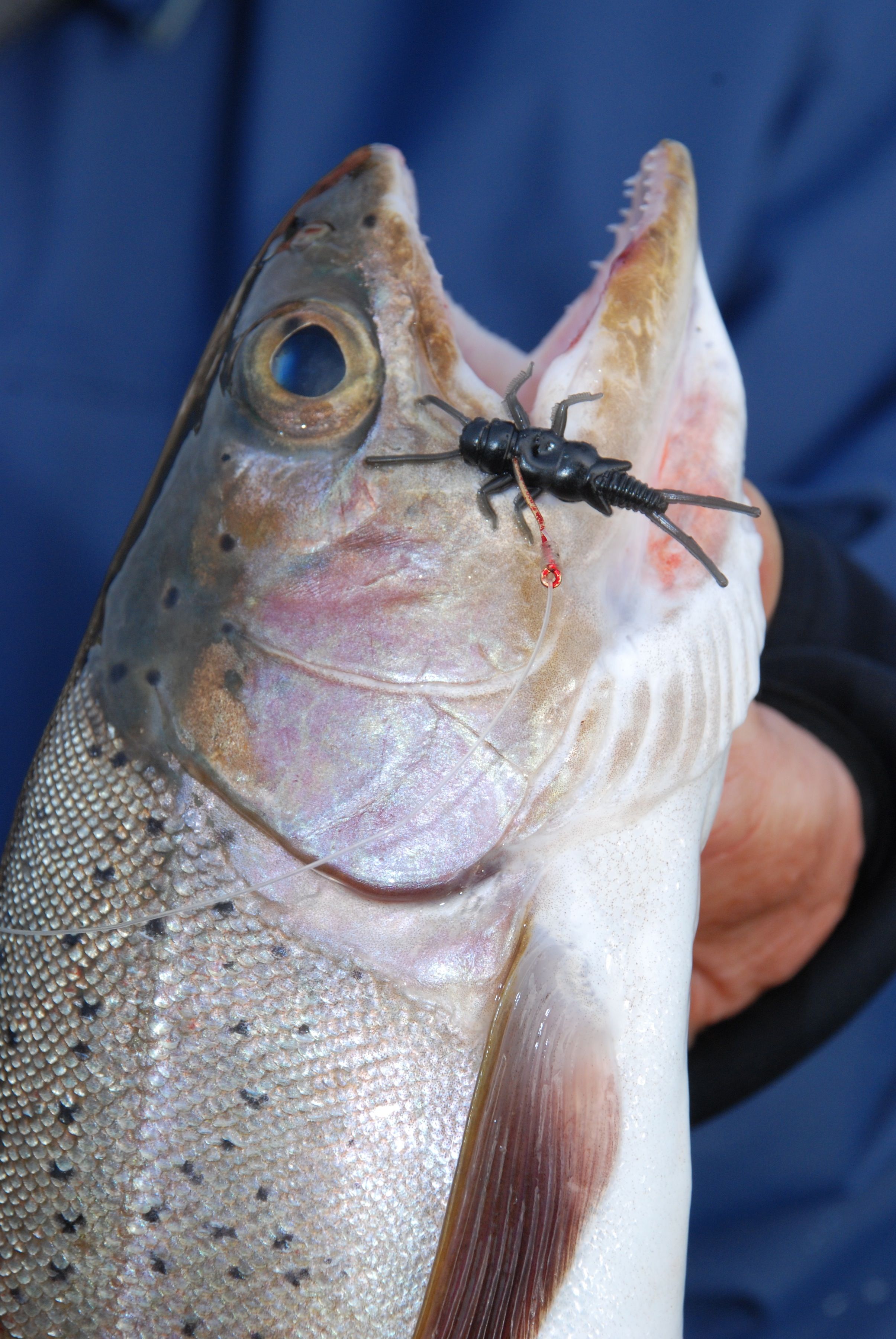 Go Hard With Soft Plastics For Trout